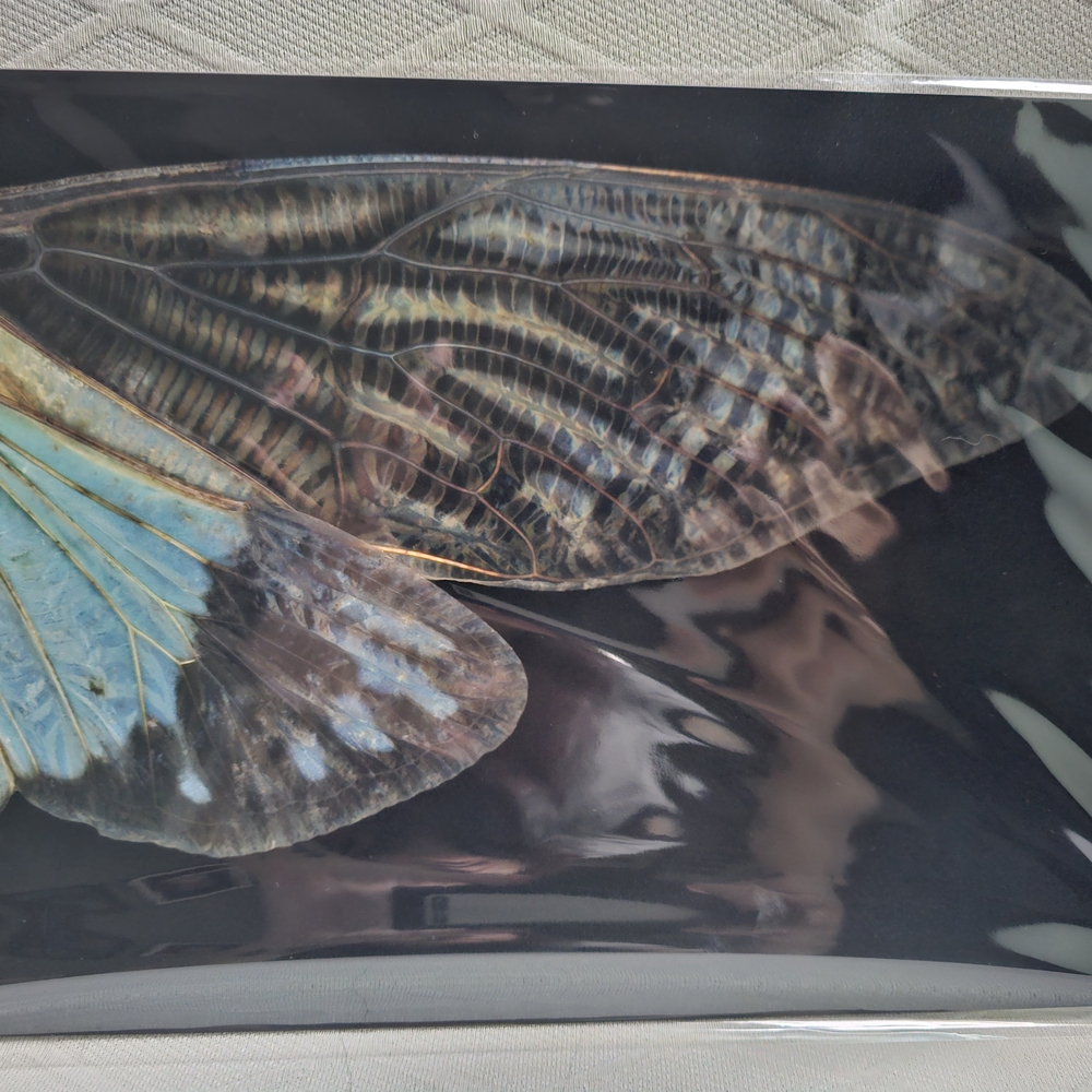 Colorful Butterfly Wing Art Print